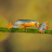 Alco_Frog